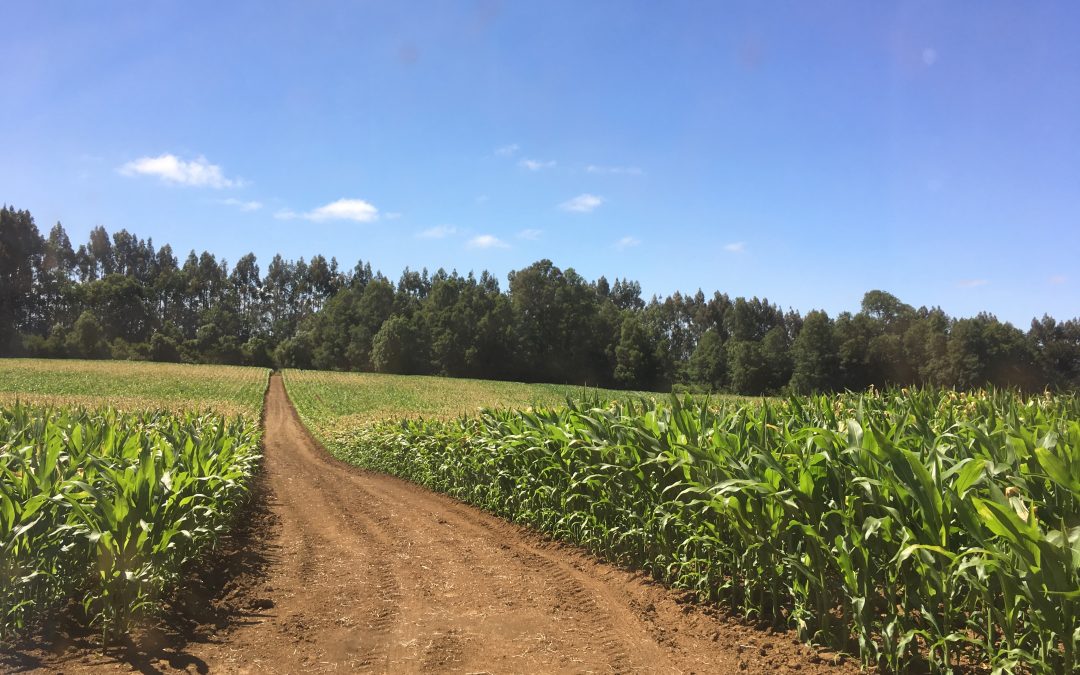 Un nuevo seguro para los productores de maíz